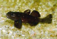 Sarasins goby, svart Torajagoby