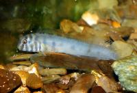 Zebraslemfisk, zebrablenniid