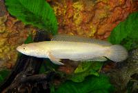 <i>Channa striata</i>, albino-form