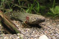 <i>Polypterus ornatipinnis</i>