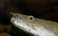 <i>Polypterus endlicheri</i>