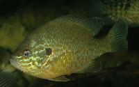 <i>Lepomis gibbosus</i>