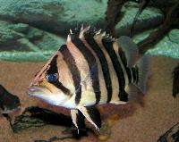 <i>Coius quadrifasciatus</i>