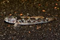 <i>Rhinogobius rubromaculatus</i>