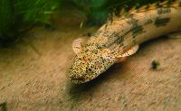 <i>Polypterus endlicheri endlicheri</i>