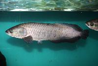 Afrikansk arowana, afrikansk arapaima