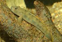 <i>Rhinogobius candidianus</i>