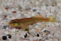 <i>Etheostoma caeruleum</i>