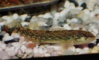 <i>Etheostoma caeruleum</i>