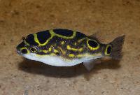 Fig. 8 kulfisk  