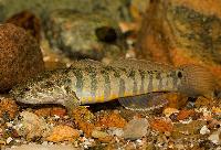 Randig/ solnedgångs-/leopard sandkrypare, sleeper goby