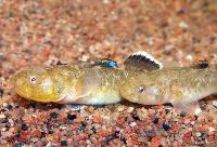 <i>Chlamydogobius eremius</i>