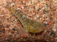 <i>Chlamydogobius eremius</i>