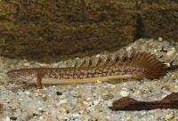 <i>Polypterus teugelsi</i>