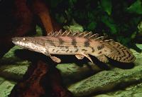 <i>Polypterus endlicheri</i>