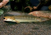 Bichir, lapradei fengädda