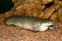 <i>Polypterus senegalus</i>