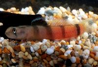 Balis goby