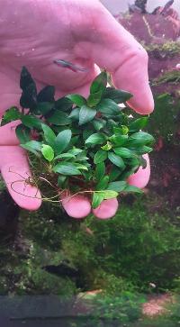 Anubias pangolini