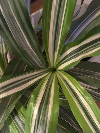 Dracaena sanderiana