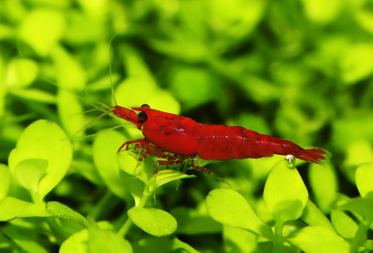 Foto på skaldjuret Neocaridina  davidi var. bloody Mary 