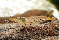 <i>Caridina rubropunctata</i>