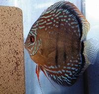 discus077-6.JPG