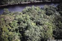 South American streams snake through the rain forests and open plains.