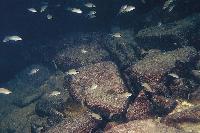 <i>Neolamprologus brichardi</i>, Cape Chaitica