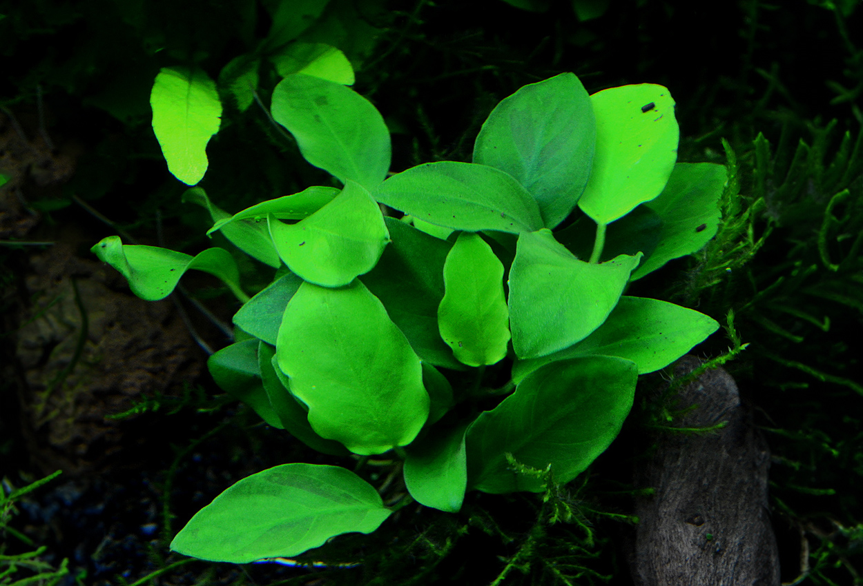 Petite/bonsai anubias