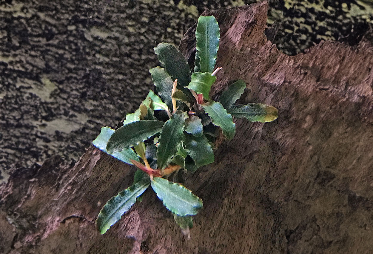 Foto på växten Bucephalandra sp. 'Kedagang'