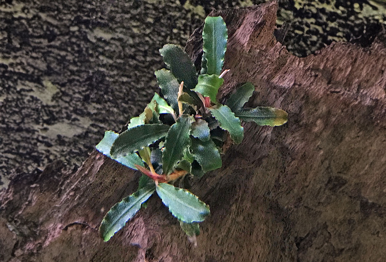 Kedagang/Red Godzilla - bucephalandra