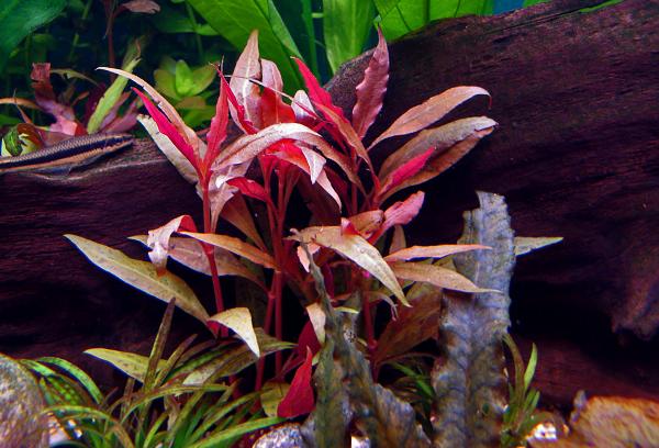 Alternanthera cardinalis