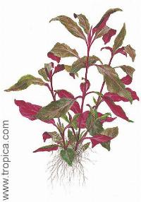 <i>Alternanthera reineckii</i> 'purple'