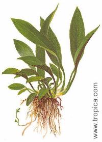 <i>Anubias barteri var. angustifolia </i> (afzelii)