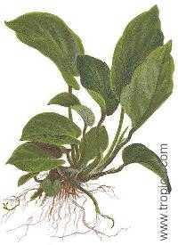 <i>Anubias barteri var. caladiifolia</i> 