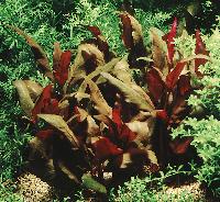 <i>Alternanthera reineckii</i> 'purple'