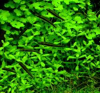 <i>Bacopa</i> sp. 'compact'