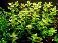 <i>Bacopa caroliniana</i>