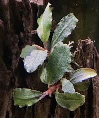 <i>Bucephalandra</i> sp. 'red'