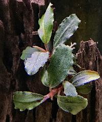 <i>Bucephalandra</i> sp. 'red'