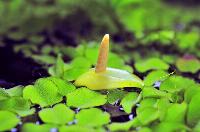 <i>Anubias barteri var. nana</i>