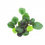 <i>Anubias barteri</i>, coin leaf