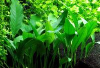 <i>Anubias barteri</i>, var. 'angustifolia'