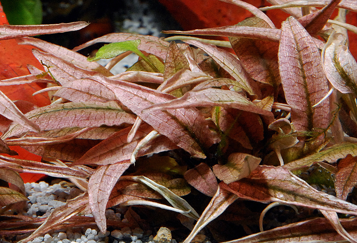 Foto på växten Cryptocoryne cordata 'flamingo'