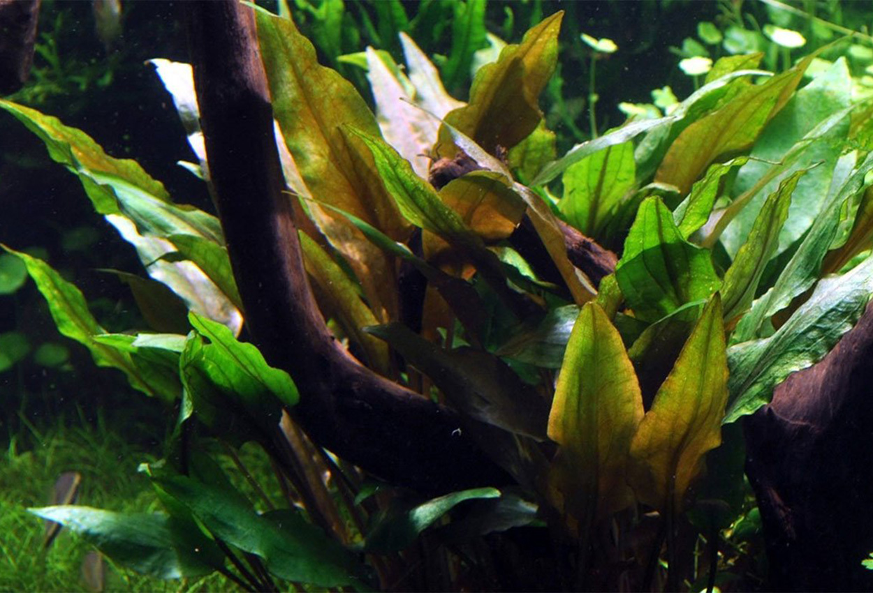 Bredbladig vågformad cryptocoryne