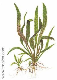 <i>Cryptocoryne albida</i>