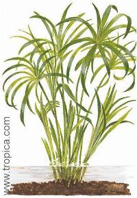 <i>Cyperus alternifolius</i>