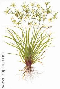 <i>Cyperus helferi</i>