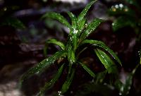 <i>Cryptocoryne albida</i>